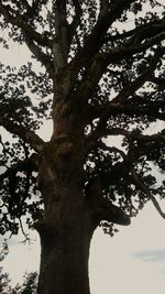 Low angle view of tree against sky