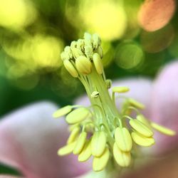 Close-up of flowering plant