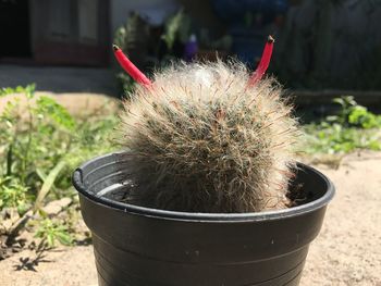 Close-up of succulent plant in pot