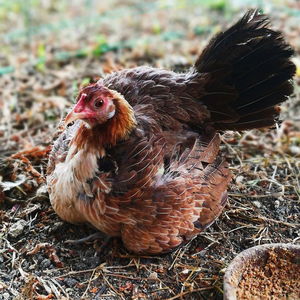 Close-up of a bird on field