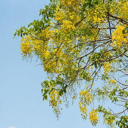 Low angle view of flowering tree against clear sky