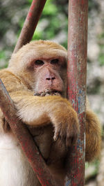 Close-up of monkey sitting on tree