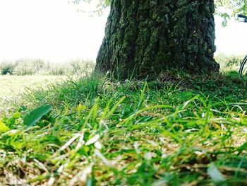 Grass growing in field