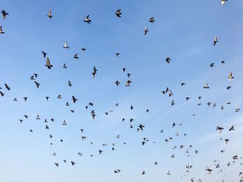 Low angle view of birds flying in the sky