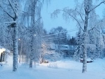 Snow covered land and trees in forest