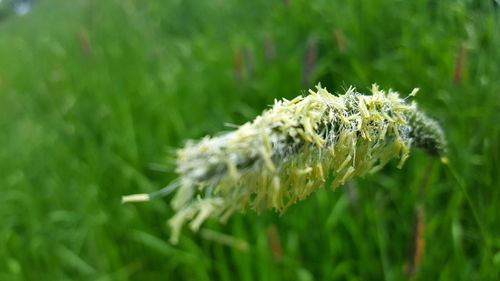 Close-up of honey bee on grass