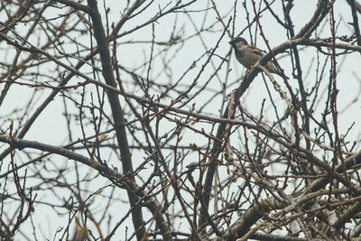 Low angle view of bird perching on bare tree