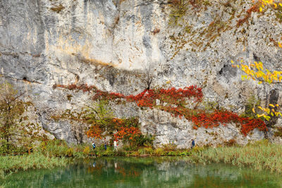 Reflection of grass on lake