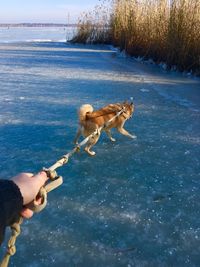 Man playing with dog on snow