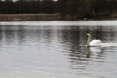 Swans swimming on lake