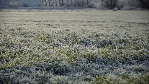 Scenic view of field