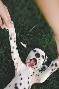 Close-up of hand with dog