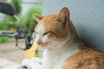 Close-up of a cat looking away