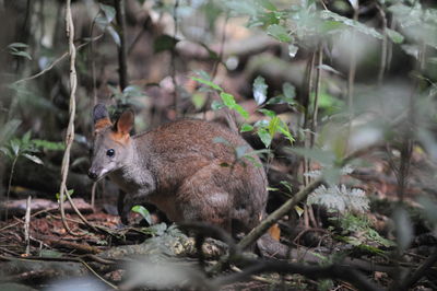 Side view of squirrel in forest