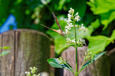 Close-up of butterfly on flower of private hedge