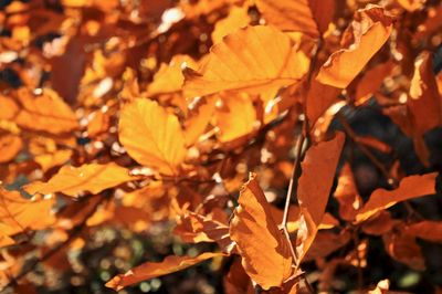 Close-up of autumnal leaves
