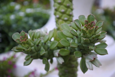 Close-up of succulent plant