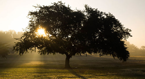 Sunlight streaming through trees on field during sunset