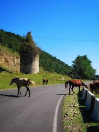 Horses on field against clear blue sky