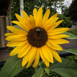 Close-up of yellow sunflower