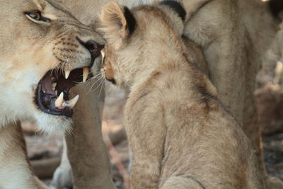 Close-up of lioness and cub