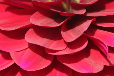  shot of red flowering plant