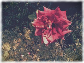 Close-up of red flowers