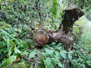 Close-up of tree trunk in forest