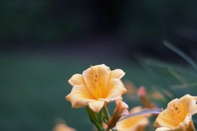 Close-up of yellow flowering plant