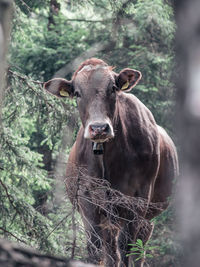 Portrait of horse standing against trees