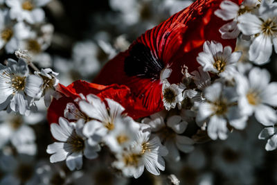 Close-up of red flowering plant