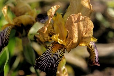 Close-up of plant against blurred background