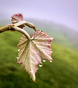 Close-up of pink flower plant