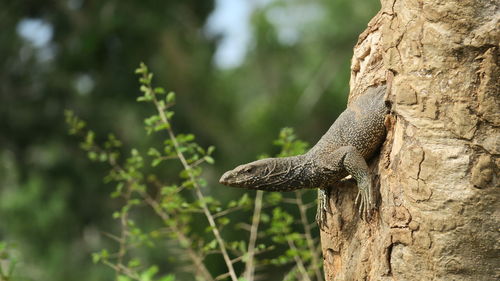 Close-up of lizard on tree trunk