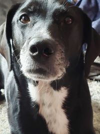 Close-up portrait of dog