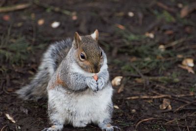 Close-up of squirrel sitting on land
