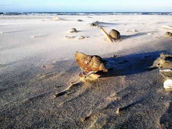 Driftwood on beach