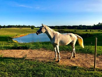 White horse next to lake at countryside 