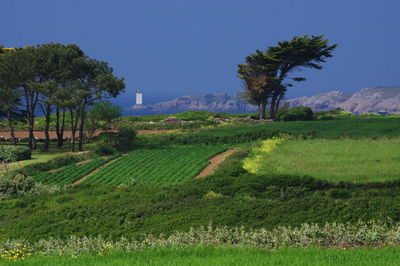 Scenic view of agricultural field against clear sky