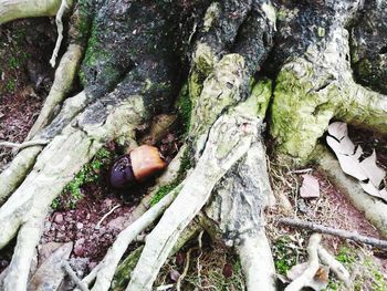 High angle view of mushrooms on tree trunk