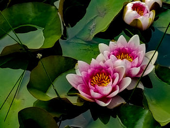 Close-up of pink water lily