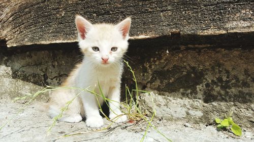 Portrait of white cat sitting outdoors