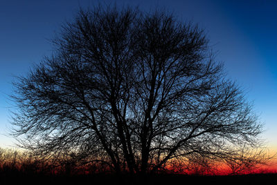 Low angle view of silhouette bare trees against clear sky