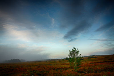 Trees on field against sky during sunset