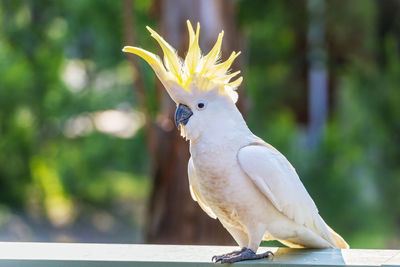 Close-up of parrot perching on tree