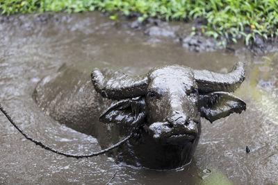 Buffalo in the mud