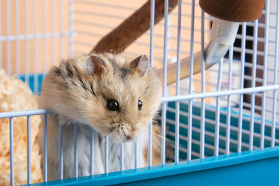 Portrait of cat in cage