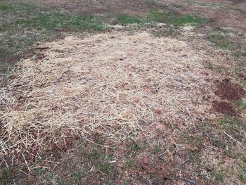 High angle view of dry grass on field