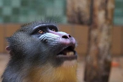 Close-up of mandrill looking up