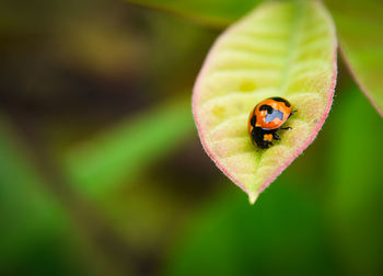 Close-up of ladybug on leaf